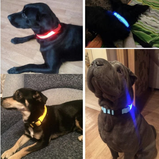 LedCollar™ - Collier à LED rechargeable pour chien - Chien sultan